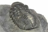 Detailed Austerops Trilobite - Nice Eye Facets #312788-5